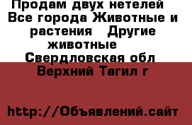 Продам двух нетелей - Все города Животные и растения » Другие животные   . Свердловская обл.,Верхний Тагил г.